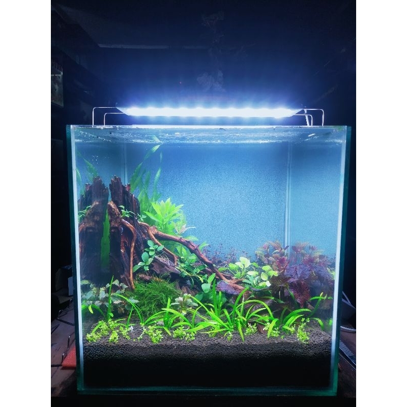 pesanan hardscape+planting untuk tank 40cm