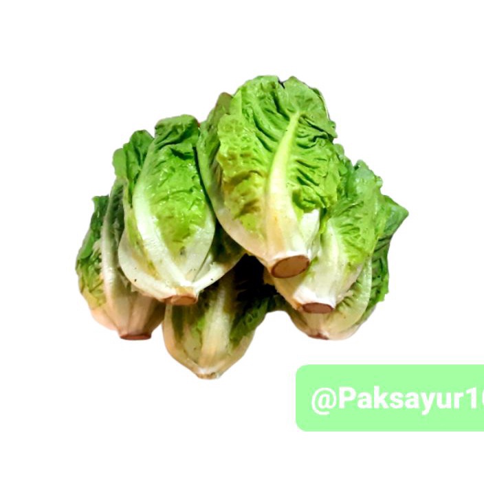 

STOK SIAP COD lettuce romaine 1 kg