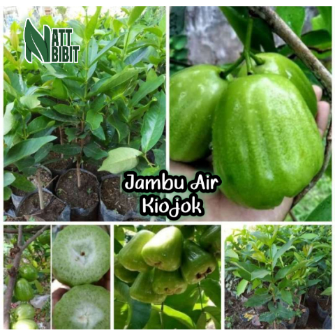 BIBIT JAMBU AIR KIOJOK OKULASI