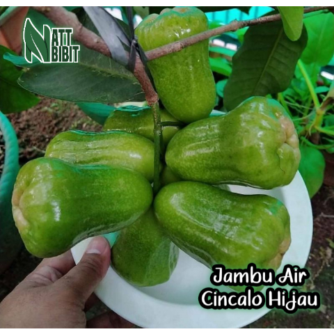 BIBIT JAMBU AIR CINCALO HIJAU SUPER MANIS