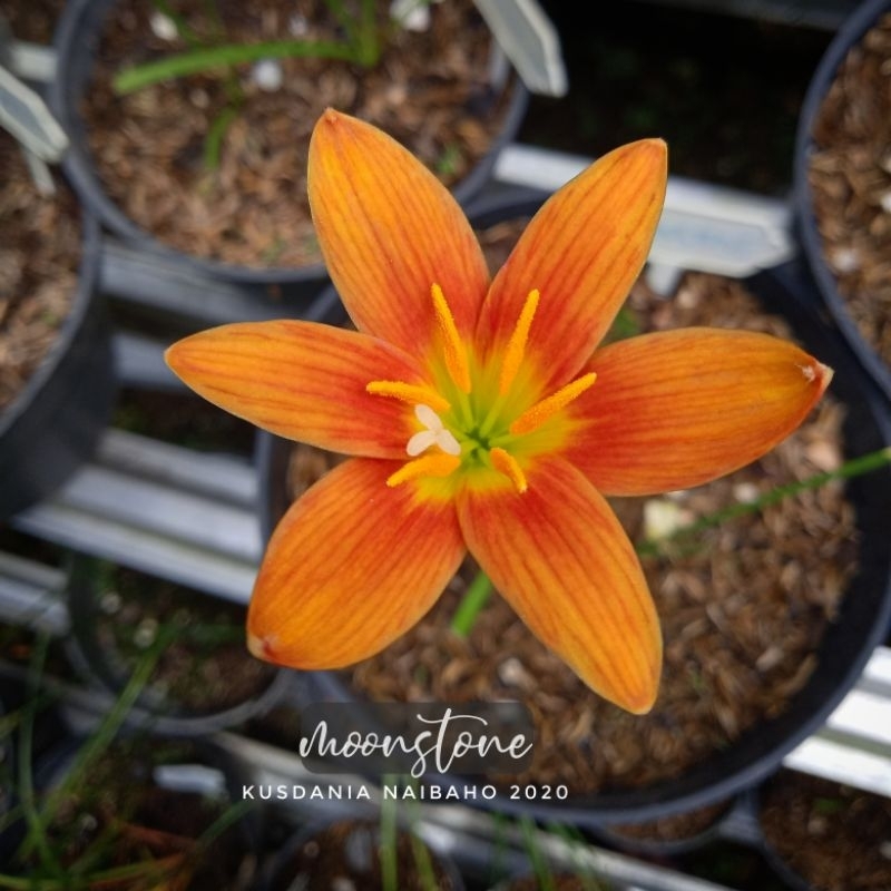 Zephyranthes moonstone