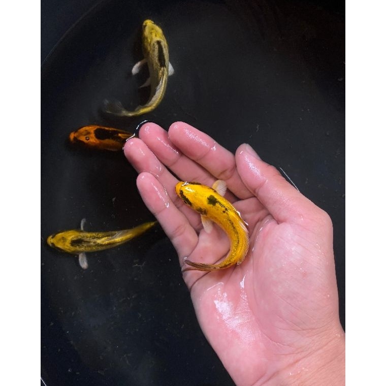 

COD TERMURAH PROMO PAKET 1 EKOR KOI BANANA SLAYER LIMITED EDITION SIZE 113 CM BERGARANSI