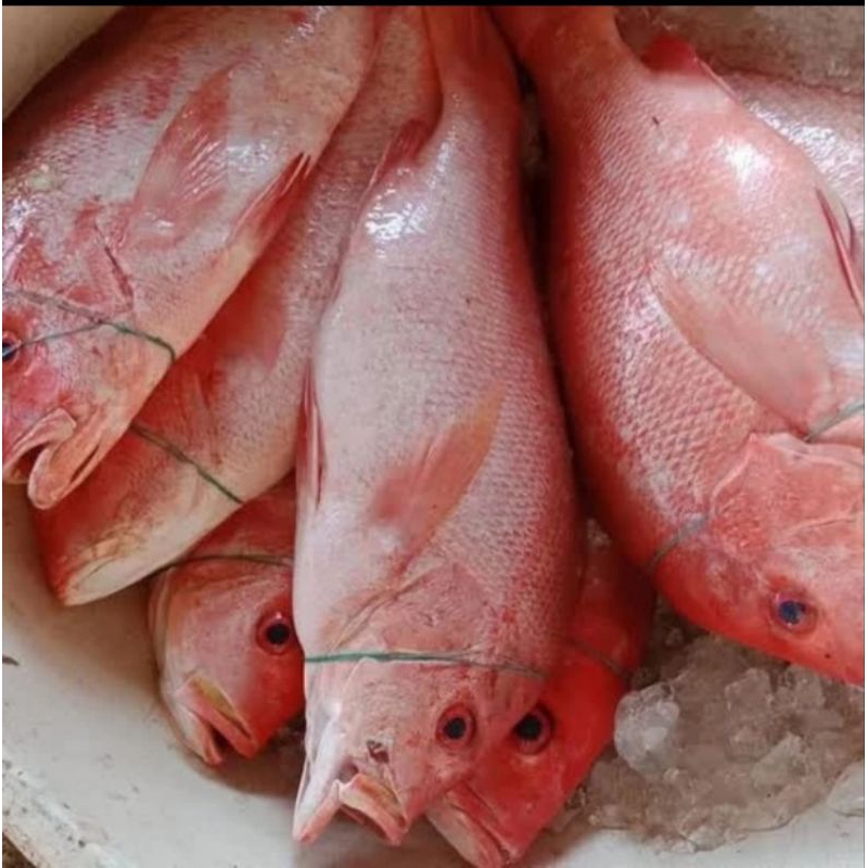 

BSM | TERMURAH Ikan Kakap Merah Segar 500gr - 1kg / Kakap Merah Fresh / Ikan Kakap / Kakap Merah