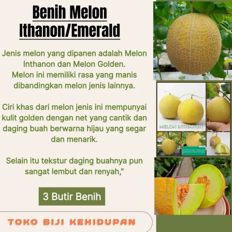 3 BIJI BENIH MELON INTHANON GOLDEN EMERALD SWEET IMPORT