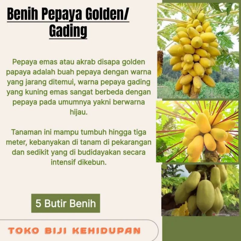 5 BIJI BENIH PEPAYA GOLDEN/PEPAYA GADING/PEPAYA EMAS
