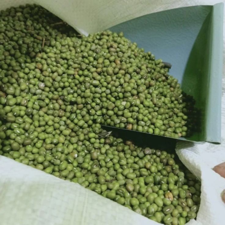 

PROMO MURAH kacang ijo Australia kacang ijo lokal bubur 1 kg kualitas super