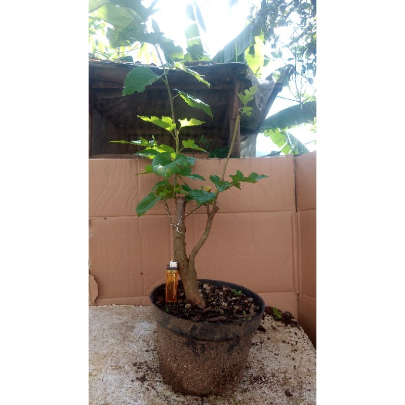 Murbei bahan bonsai
