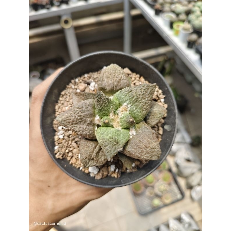 Kaktus ariocarpus fissuratus x godzilla besar dari biji