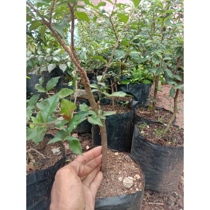 sakura mikro bahan bonsai