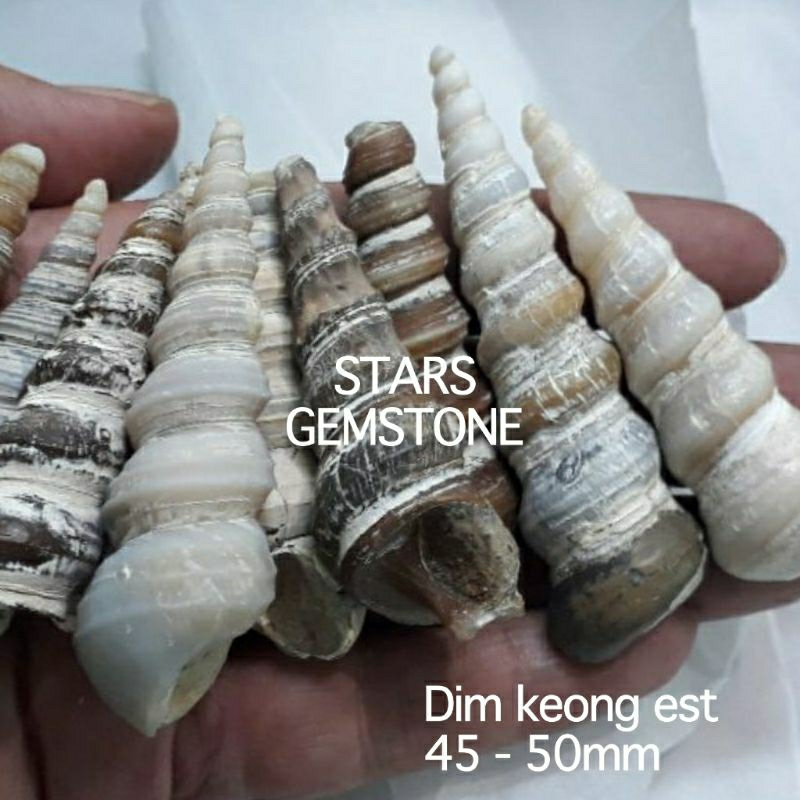 BATU KEONG SOTONG PURBA NATURAL ALAM 100%