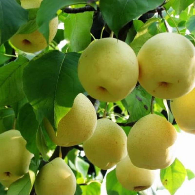 bibit buah pir madu bekas berbuah /berbunga (hasil cangkok)