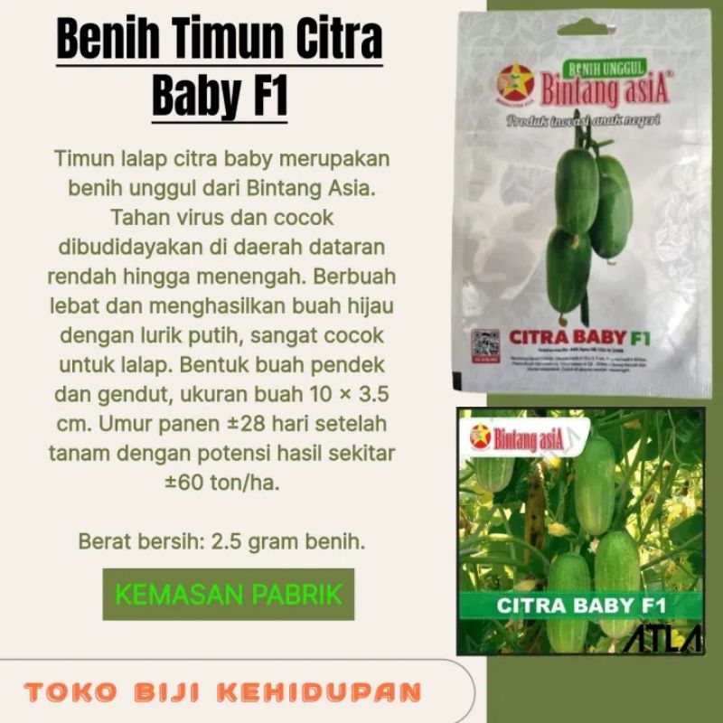 BENIH BINTANG ASIA MENTIMUN CITRA BABY F1