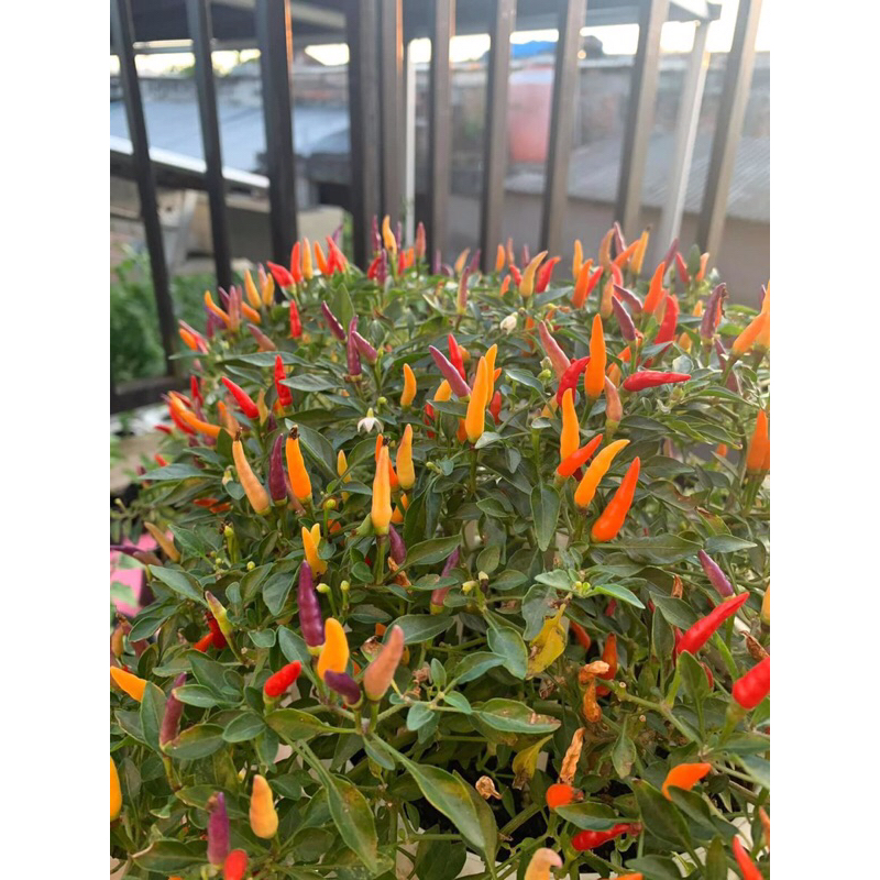 

Jual buah cabe spakler x garda (buah)