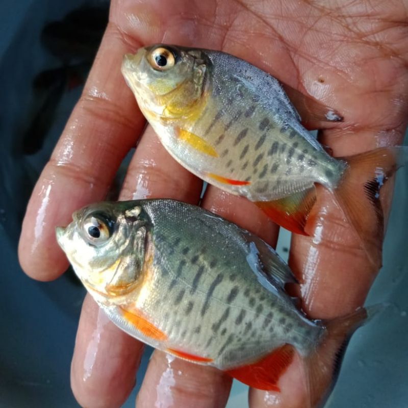 

Bibit ikan Bawal Bekasi