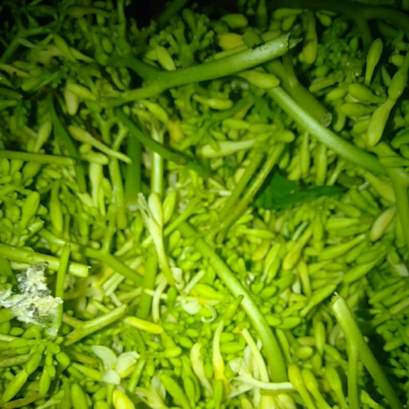 

SAYUR BUNGA PEPAYA / KEMBANG KATES LANANG segar