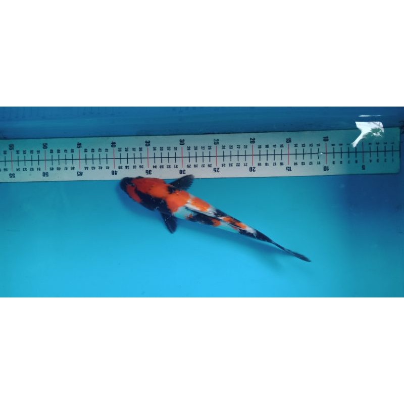 koi Blitar Showa metir Grade A