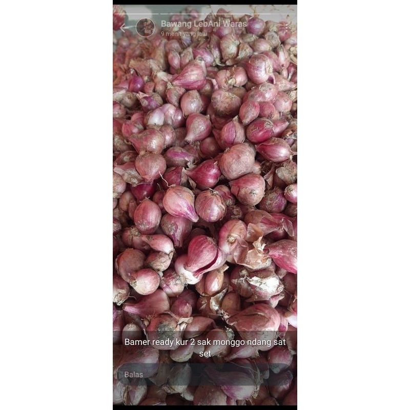 

bawang merah