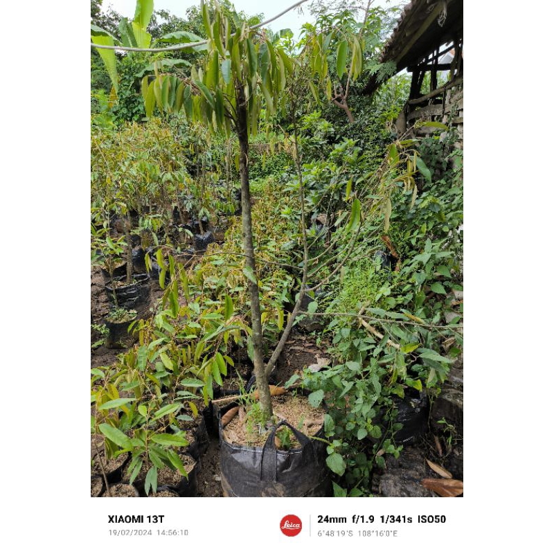 bibit durian oche/duri hitam dongkelan
