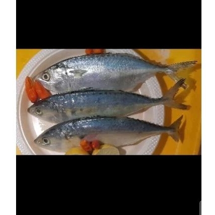 

IKAN KEMBUNG FRESS 1 KG