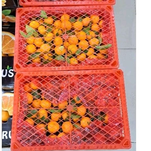 

Jeruk Shantang Manis Fresh 6 Kg / Keranjang