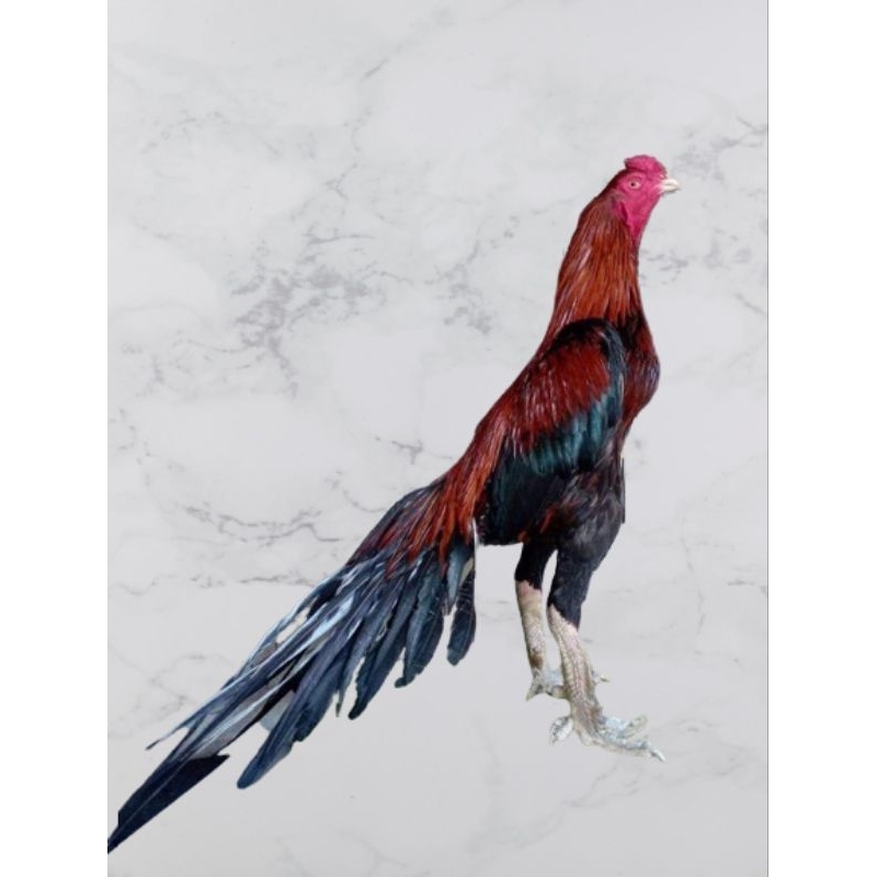 telur vertil ayam bangkok ekor lidi