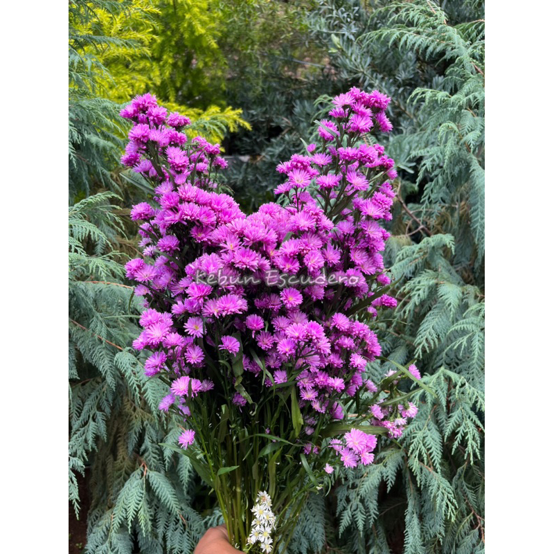 Bunga Pikok Potong Ungu Rimbun | Tanaman Bunga Pikok Ungu Per Ikat