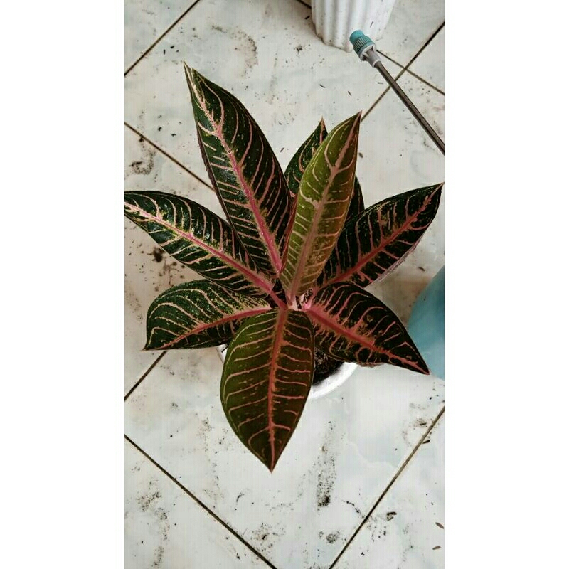 POS red sumatra induk