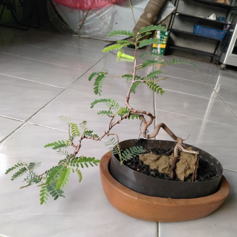 BONSAI ASEM JAWA