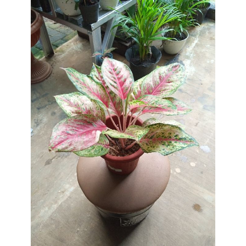 Aglonema Sweet dream