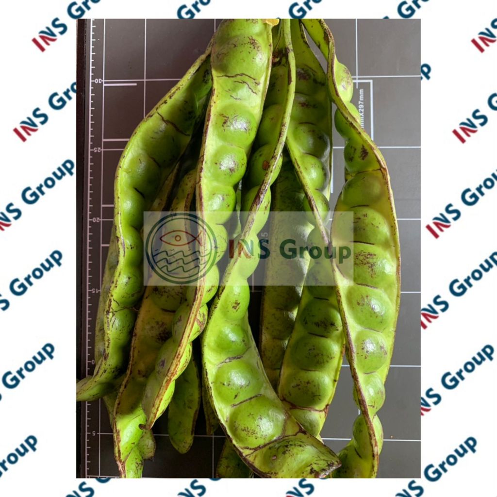 

Pete 1 papan / 1 lonjor / petai / peteuy