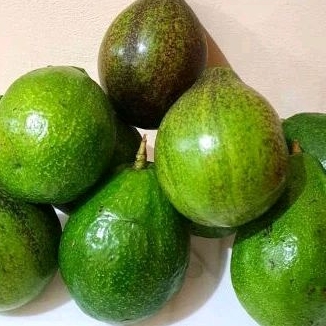

buah alpukat press