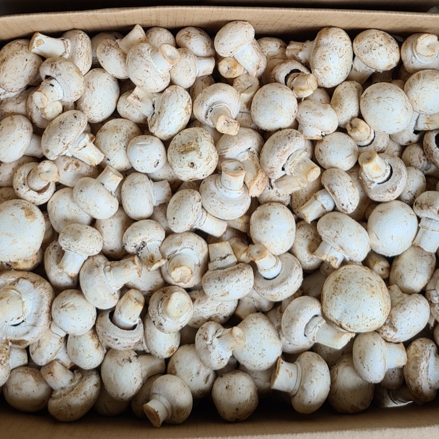 

Jamur Champignon (500 Gram)