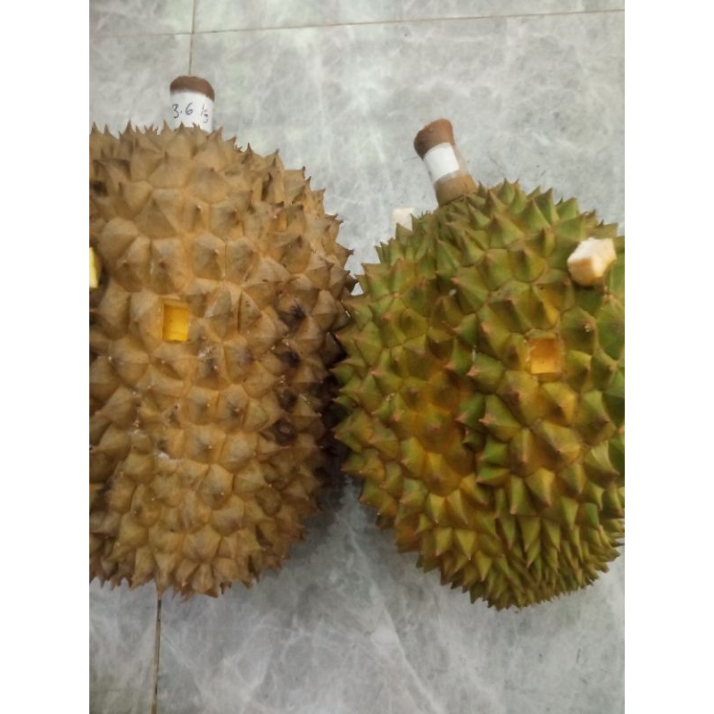 

Durian King Bawor