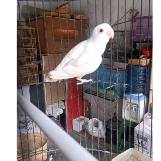 Nonklep Albino/lutino Mata Merah