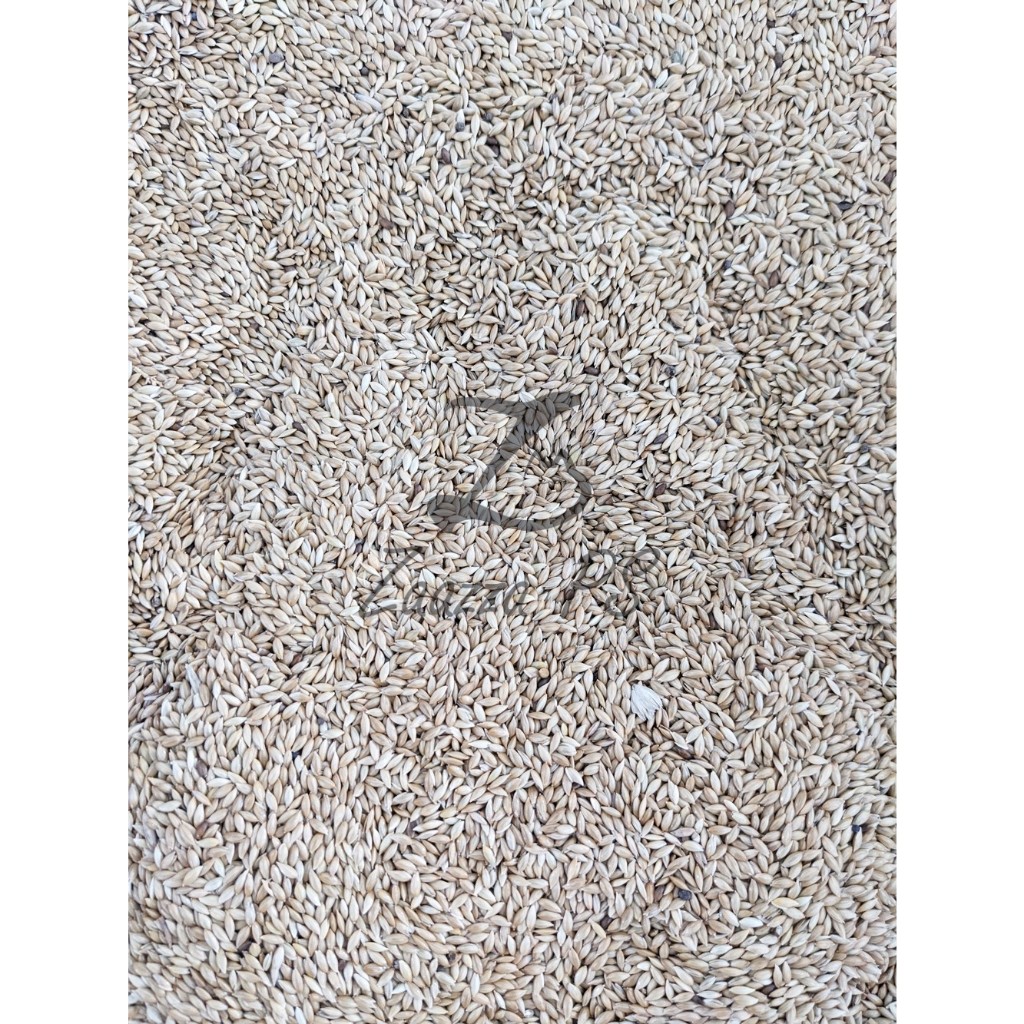 Kenari Seed Kiloan | Canary Seed Ecer | Canary Seed Loss