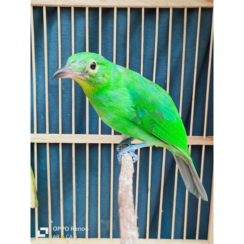 PH BANYUWANGI KUAT JANTAN (AVATAR)