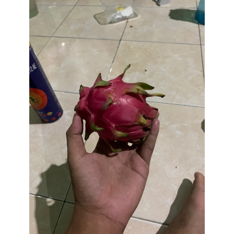 

buah naga