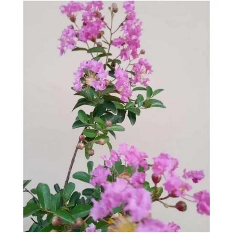 bibit bunga sakura jepang asli Cangkok
