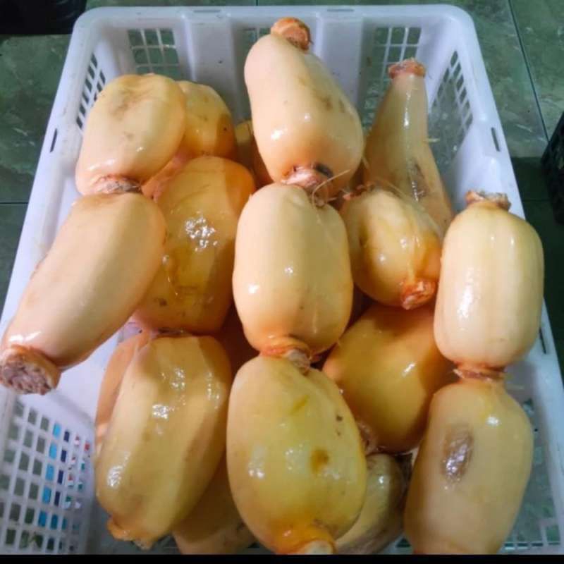 

akar teratai/lotus root segar 1 kg