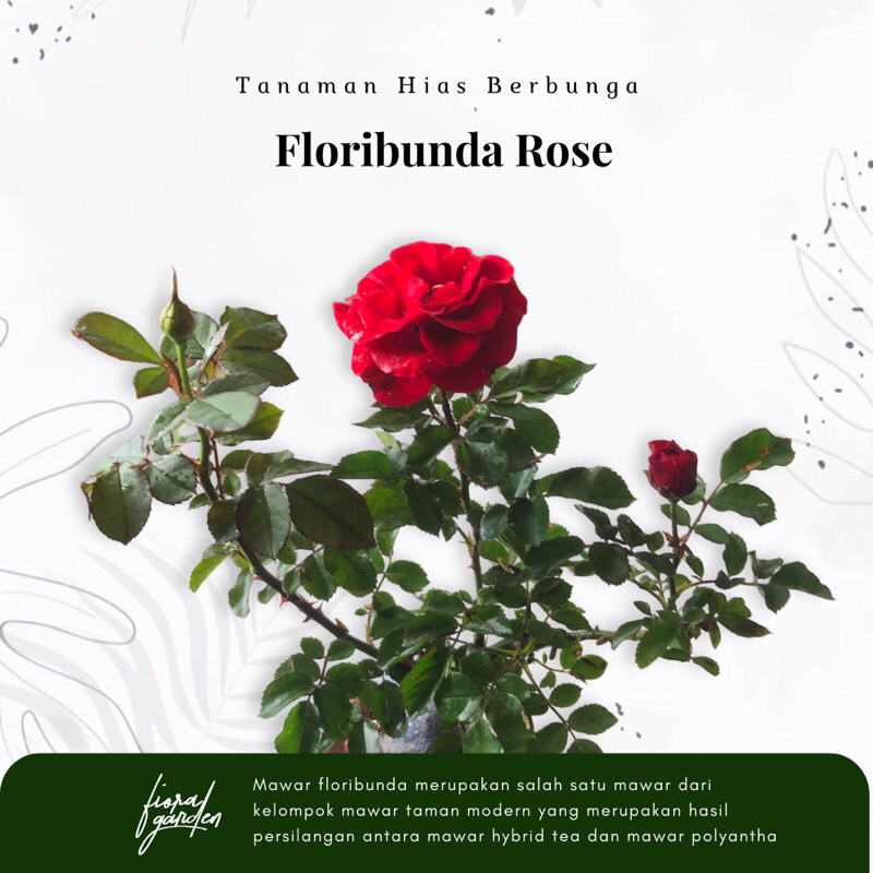 Tanaman Hias Bunga Mawar Florybunda / Mawar Jepang - Tanaman hias hidup