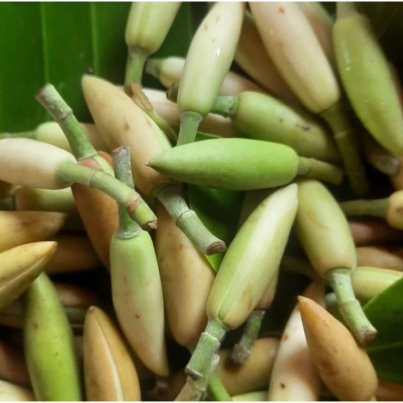 Bunga Kantil Putih & kantil Kuning