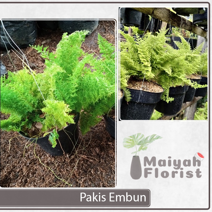 Tanaman Hias Gantung Pakis Embun - Lumut Embun Rimbun