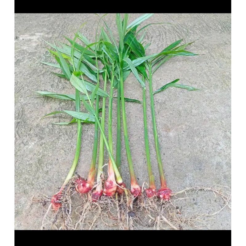 bibit jahe merah unggul