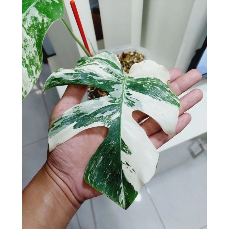 Tanaman hias monstera white Tiger/ monster varigata bibit
