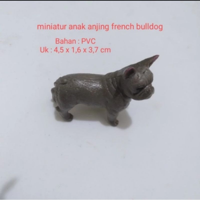 Miniatur Anjing French Bulldog