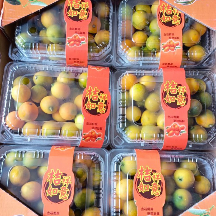 

PROMO MURAH Jeruk kimkit bisa di makan sama kulitnya