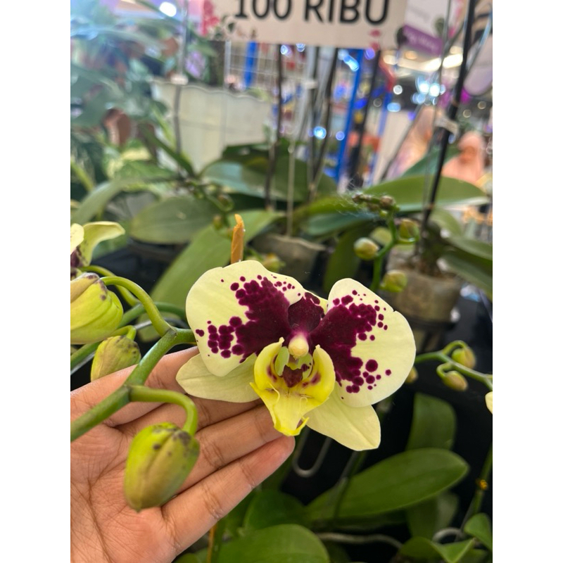 Anggrek Bulan Full Knop Jumbo Premium