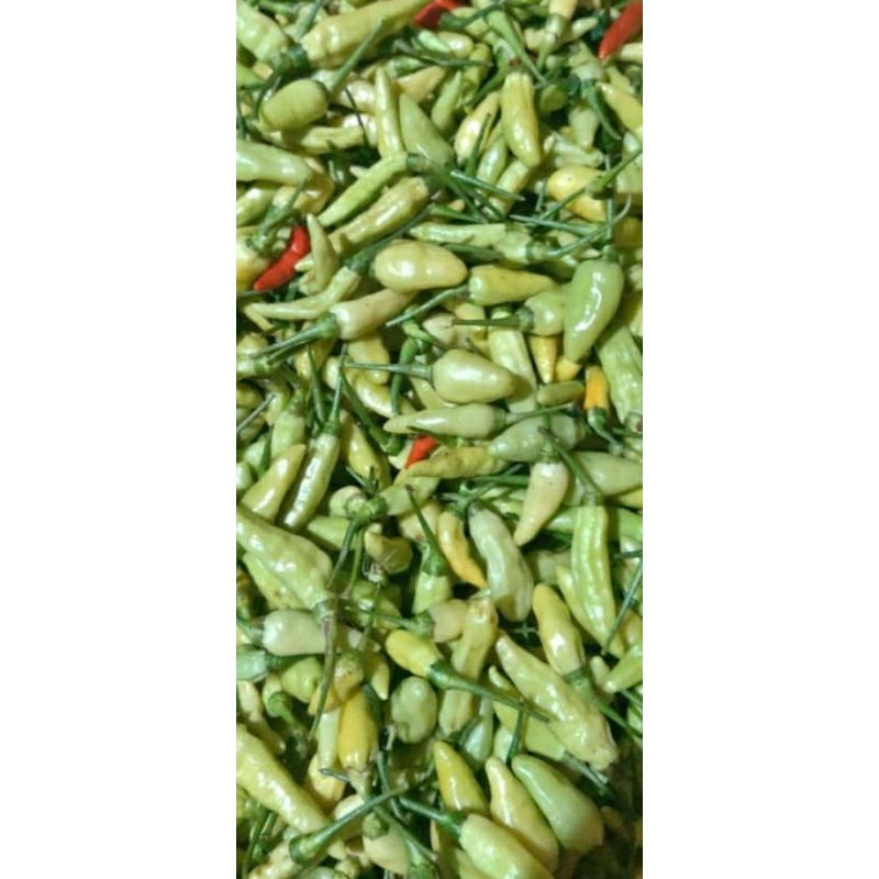 

cabai putih super