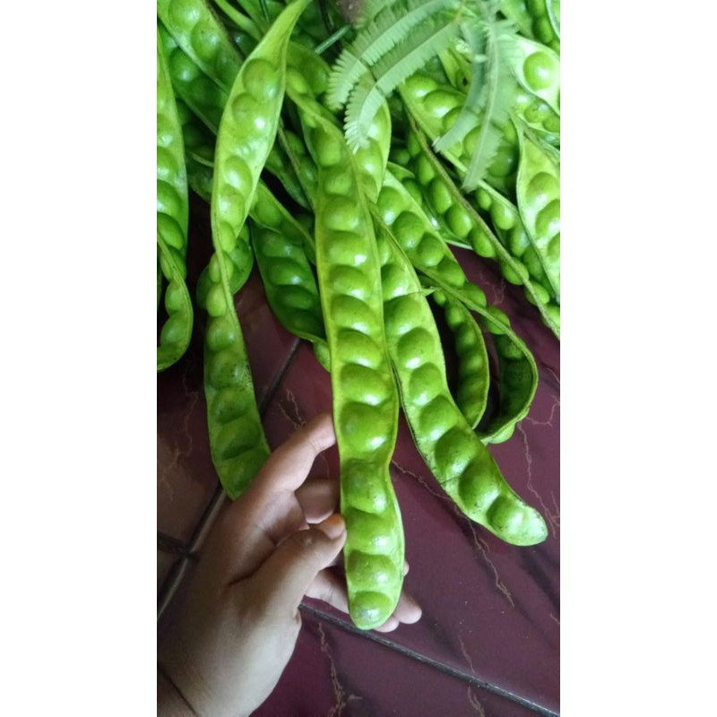 

PETE TUA POHON FRESH ASLI DARI LUMAJANG JAWA TIMUR