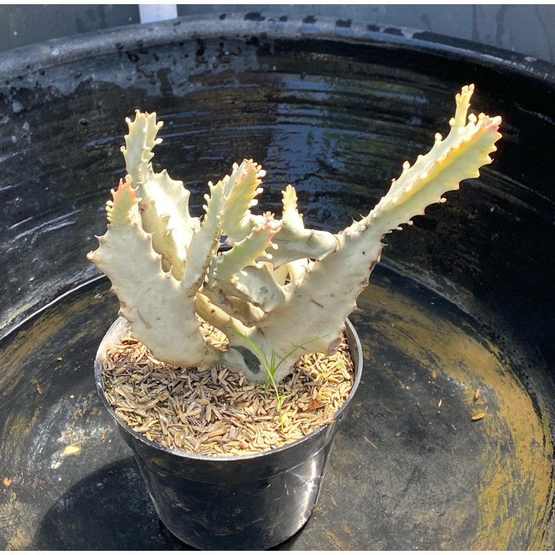 kaktus euphorbia lactae white ghost